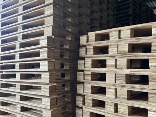 Xưởng pallet gỗ phú giao được nhiều doanh nghiệp quan tâm